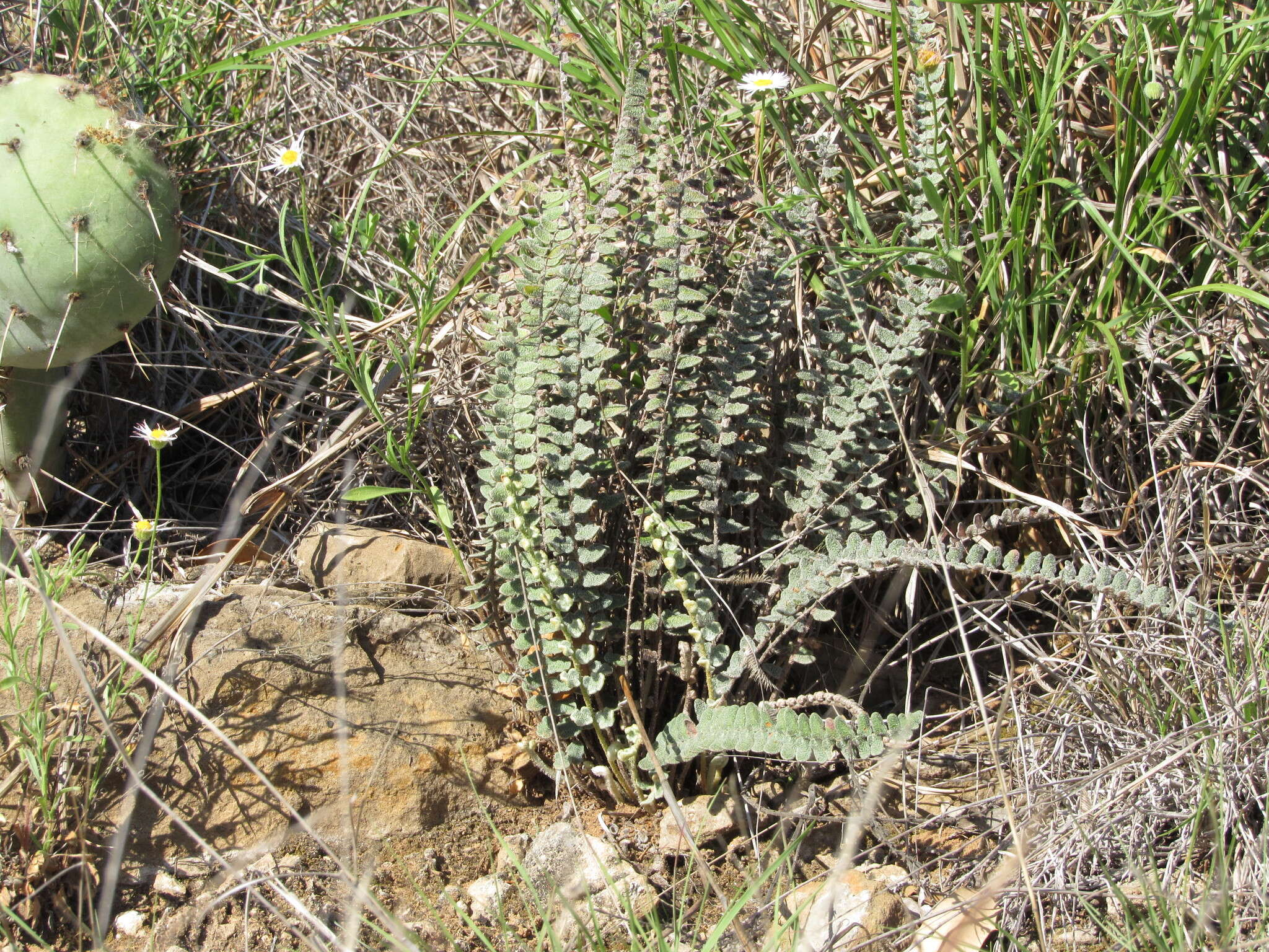 Image of hybrid cloakfern