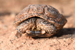 Image of Speckled tortoise