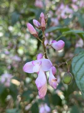 Polygala galpinii Hook. fil.的圖片