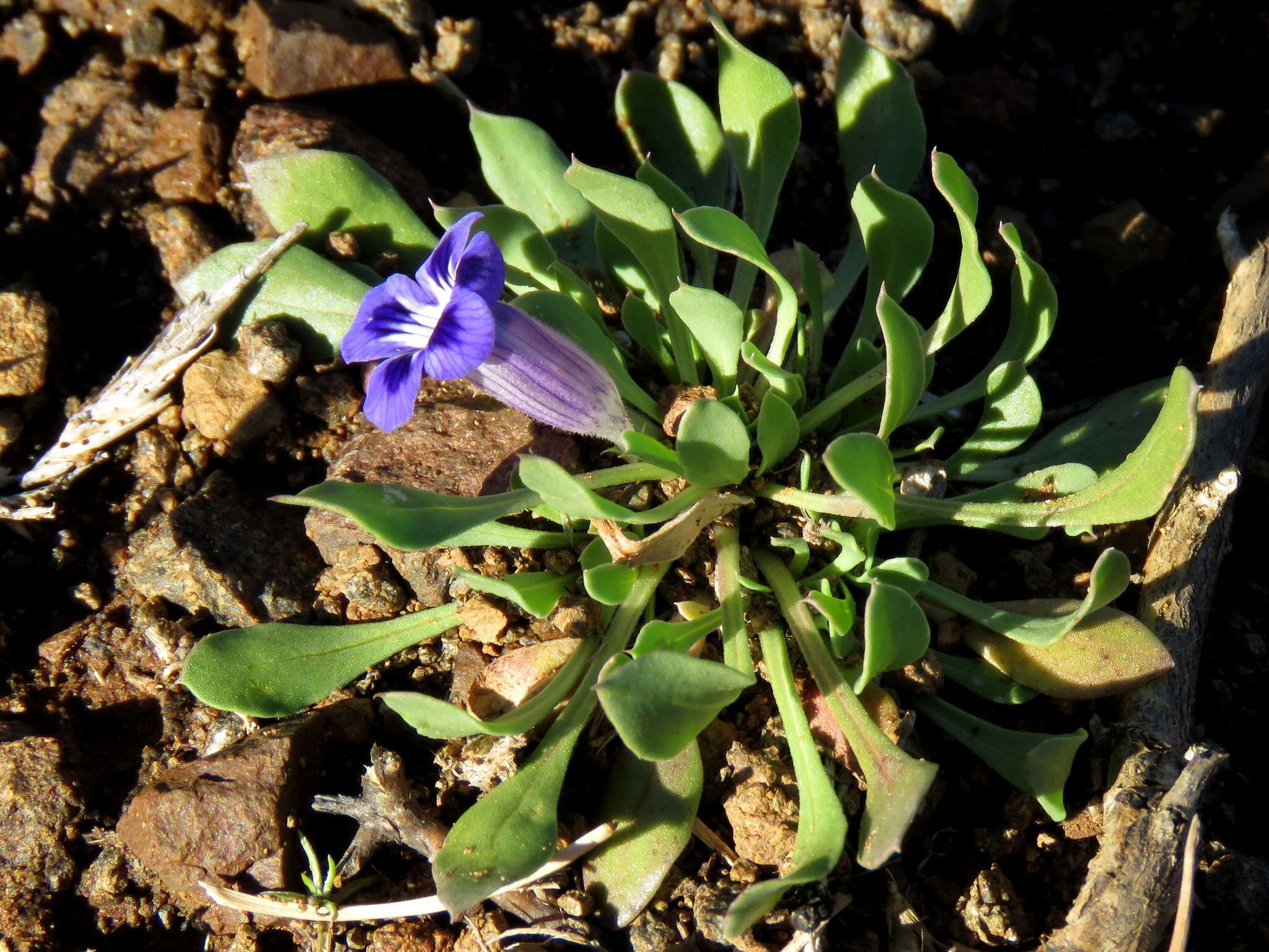 Image of Aptosimum indivisum Burch.