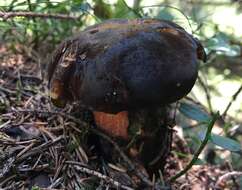 Image de Neoboletus