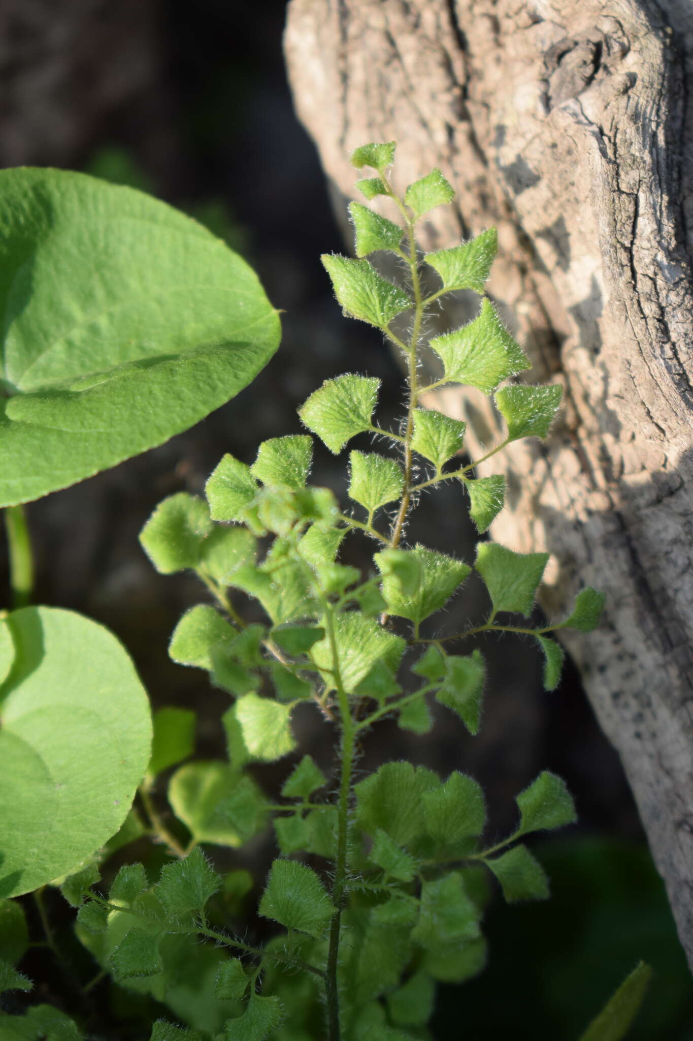 Adiantum gertrudis Espin.的圖片