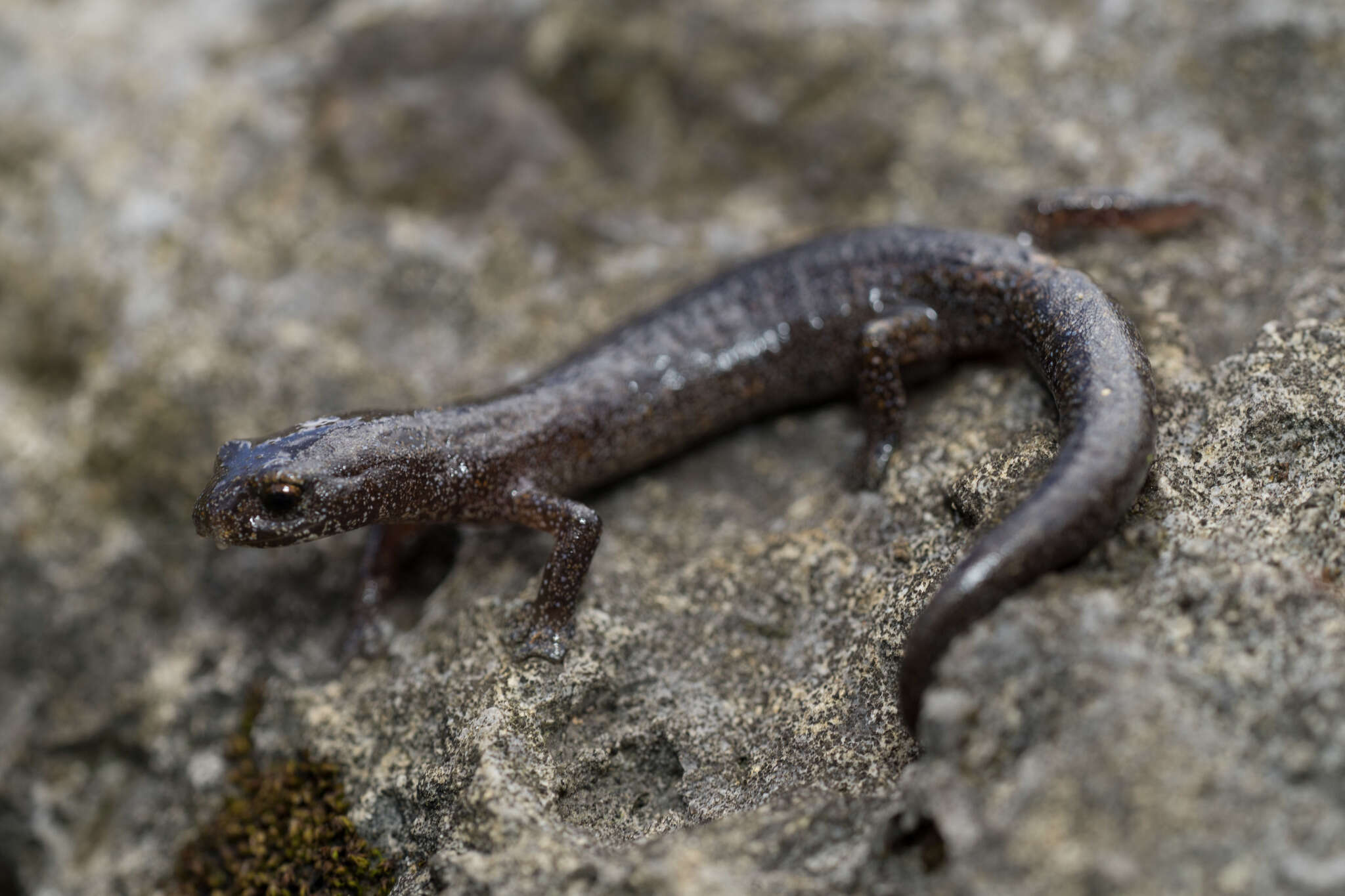 Bolitoglossa xibalba Campbell, Smith, Streicher, Acevedo & Brodie 2010 resmi