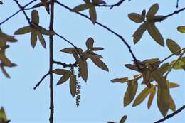Sivun Quercus dysophylla Benth. kuva