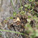 Image of Macaria marcescaria (Guenée)