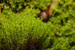 Слика од Vinealobryum R. H. Zander