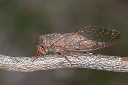 Image of Popplepsalta rubristrigata (Goding & Froggatt 1904)