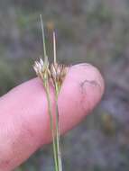 Image of Large Beak Sedge