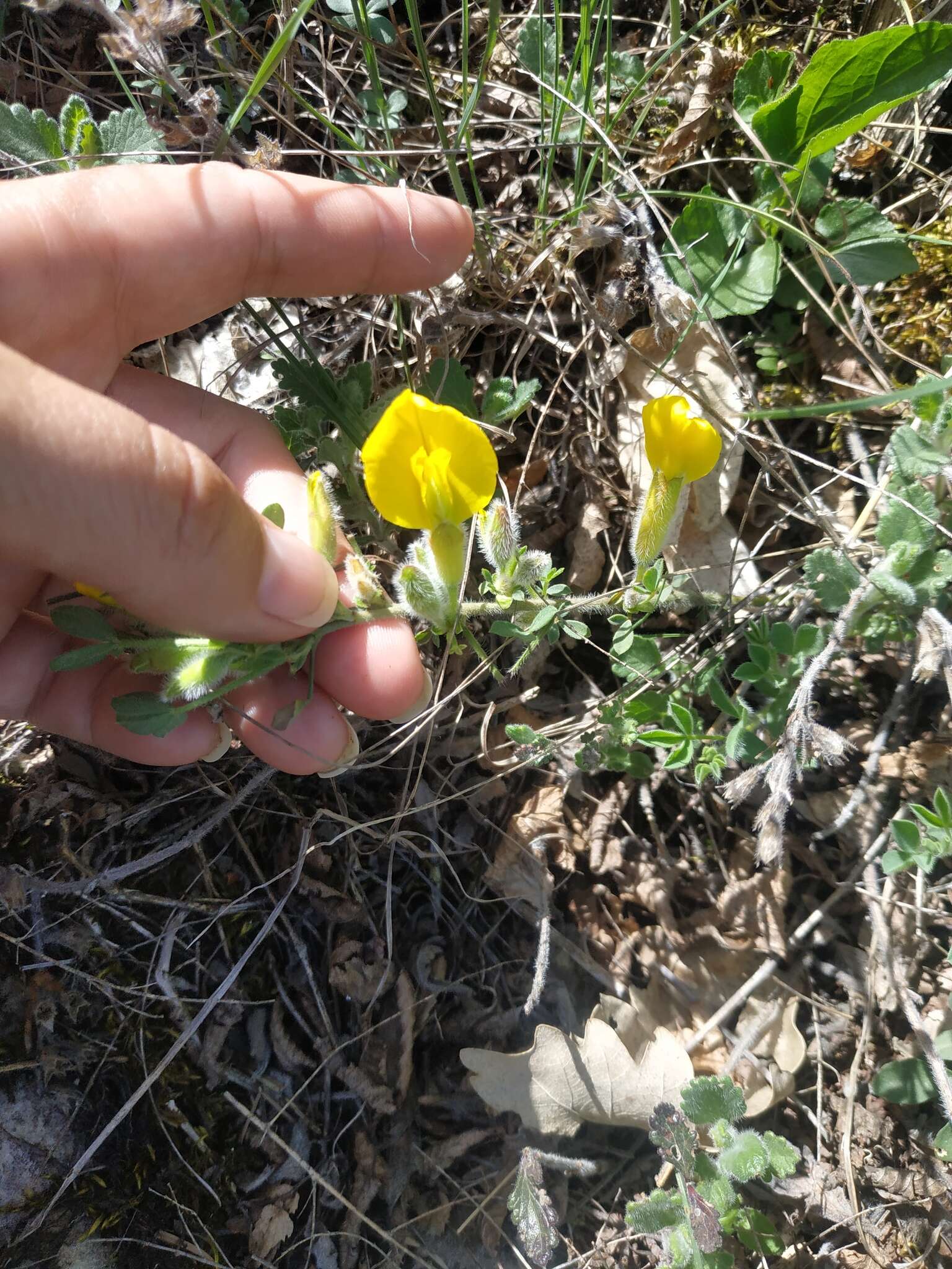 Слика од Cytisus hirsutus subsp. polytrichus (M. Bieb.) Hayek