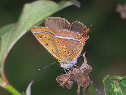 Image of Lycaena li (Oberthür 1886)