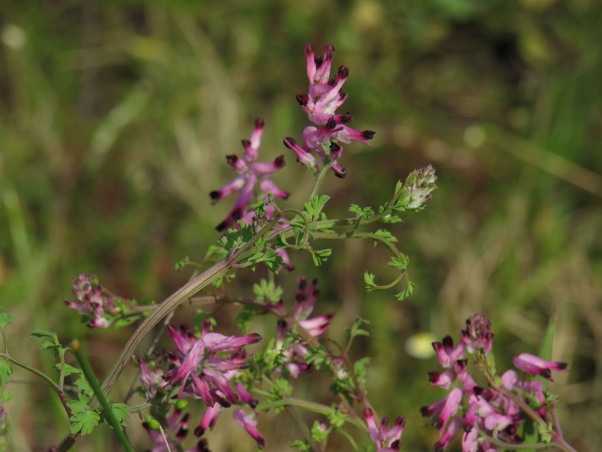 Sivun Fumaria muralis subsp. muralis kuva