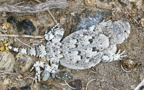 Image of Desert Horned Lizard