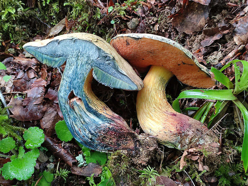 Image of Deceiving Bolete