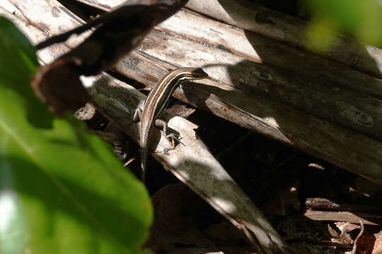 Image of Kopstein's Emo Skink