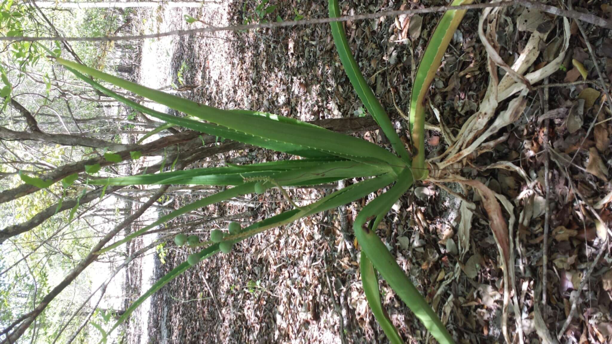 Image of Aloe occidentalis (H. Perrier) L. E. Newton & G. D. Rowley