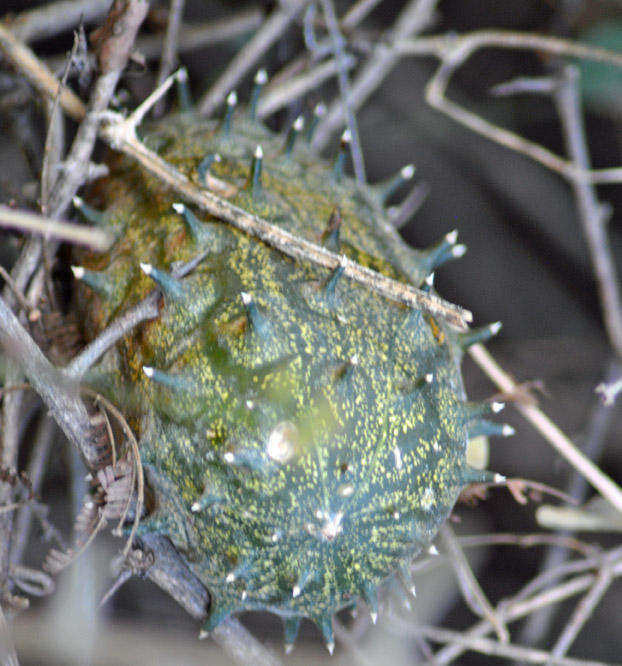 Image of African horned cucumber