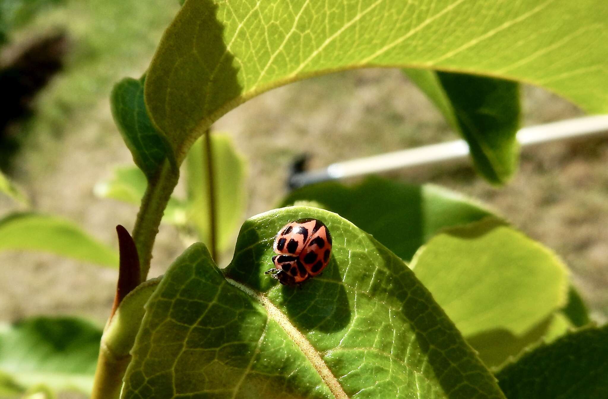 Imagem de Neoharmonia venusta (Melsheimer 1847)