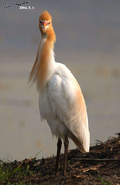 Image of Bubulcus ibis coromandus