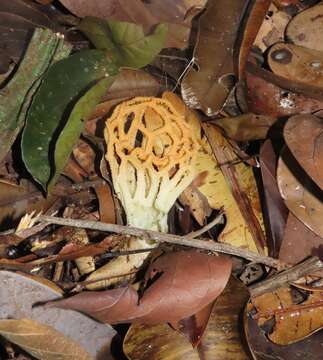 Image of Clathrus chrysomycelinus Möller 1895