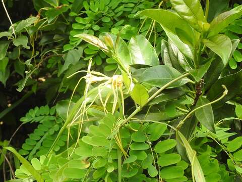 Слика од Strophanthus divaricatus (Lour.) Hook. & Arnott