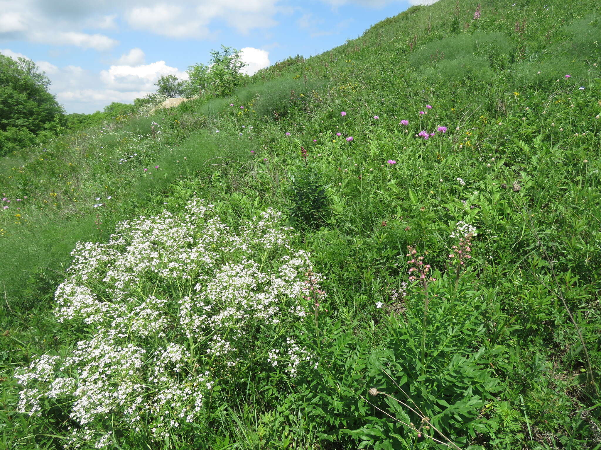 Image of Crambe steveniana Rupr.