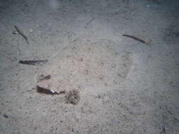 Image of Jenyn&#39;s flounder