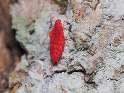 Image of Neosteingelia texana Morrison 1927