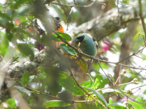 Image of Metallic-green Tanager