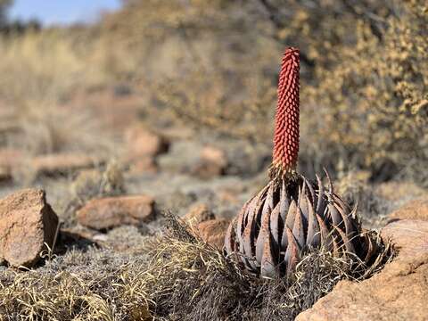 صورة Aloe peglerae Schönland