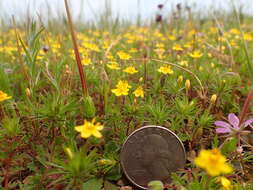 Image of bristly linanthus