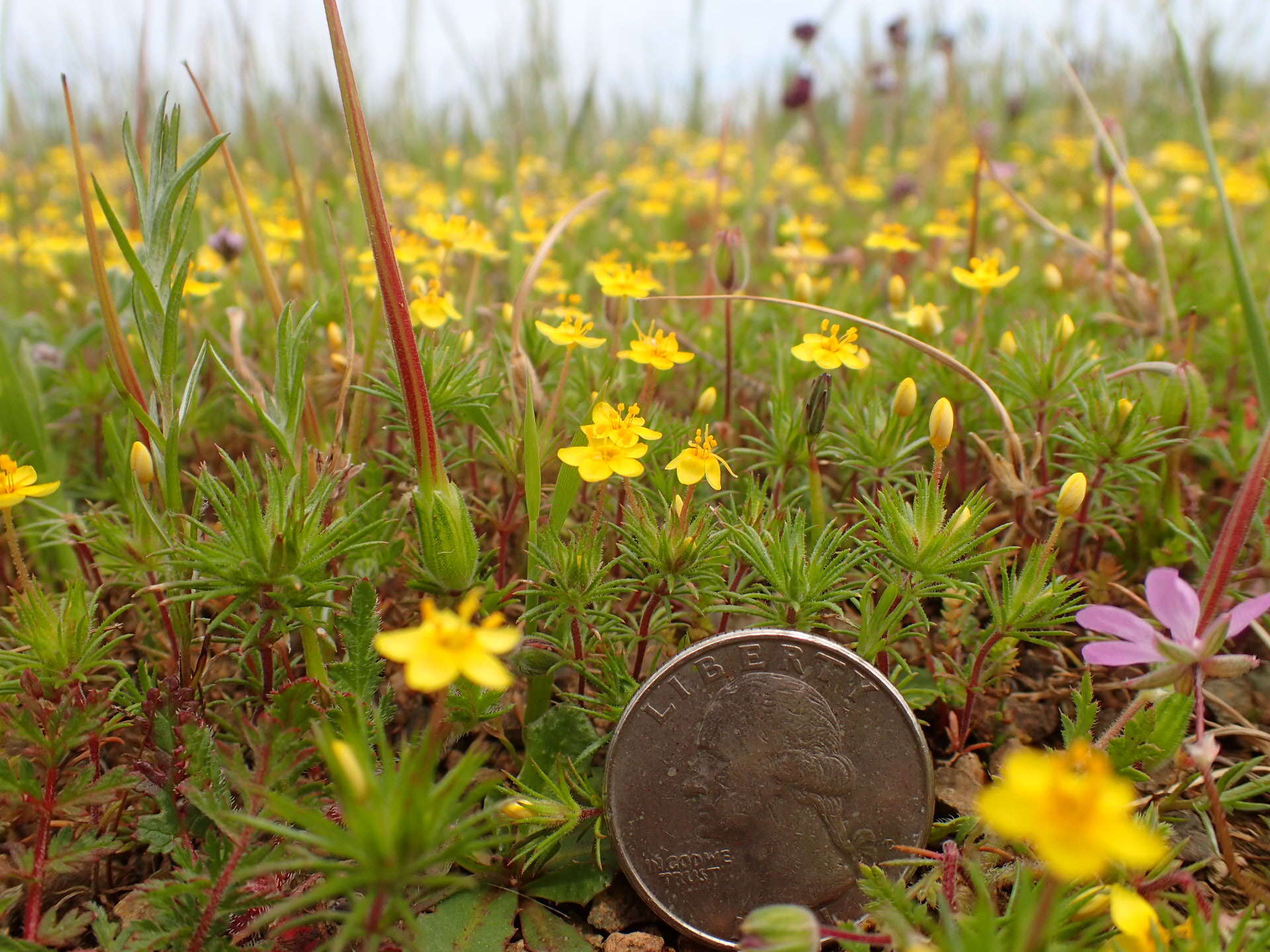 Image of bristly linanthus