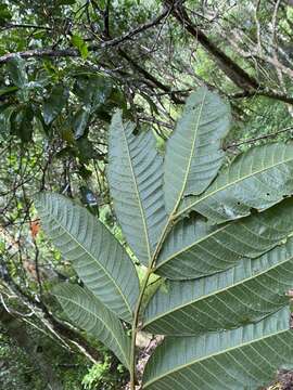 Imagem de Diploglottis cunninghamii (Hook.) J. D. Hook.