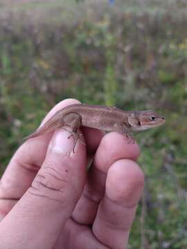 Sceloporus bicanthalis Smith 1937的圖片