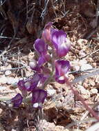 Image of groundcover milkvetch