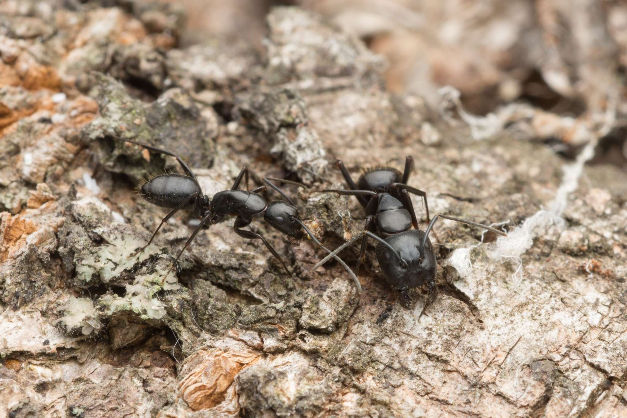 Imagem de <i>Camponotus concavus</i>