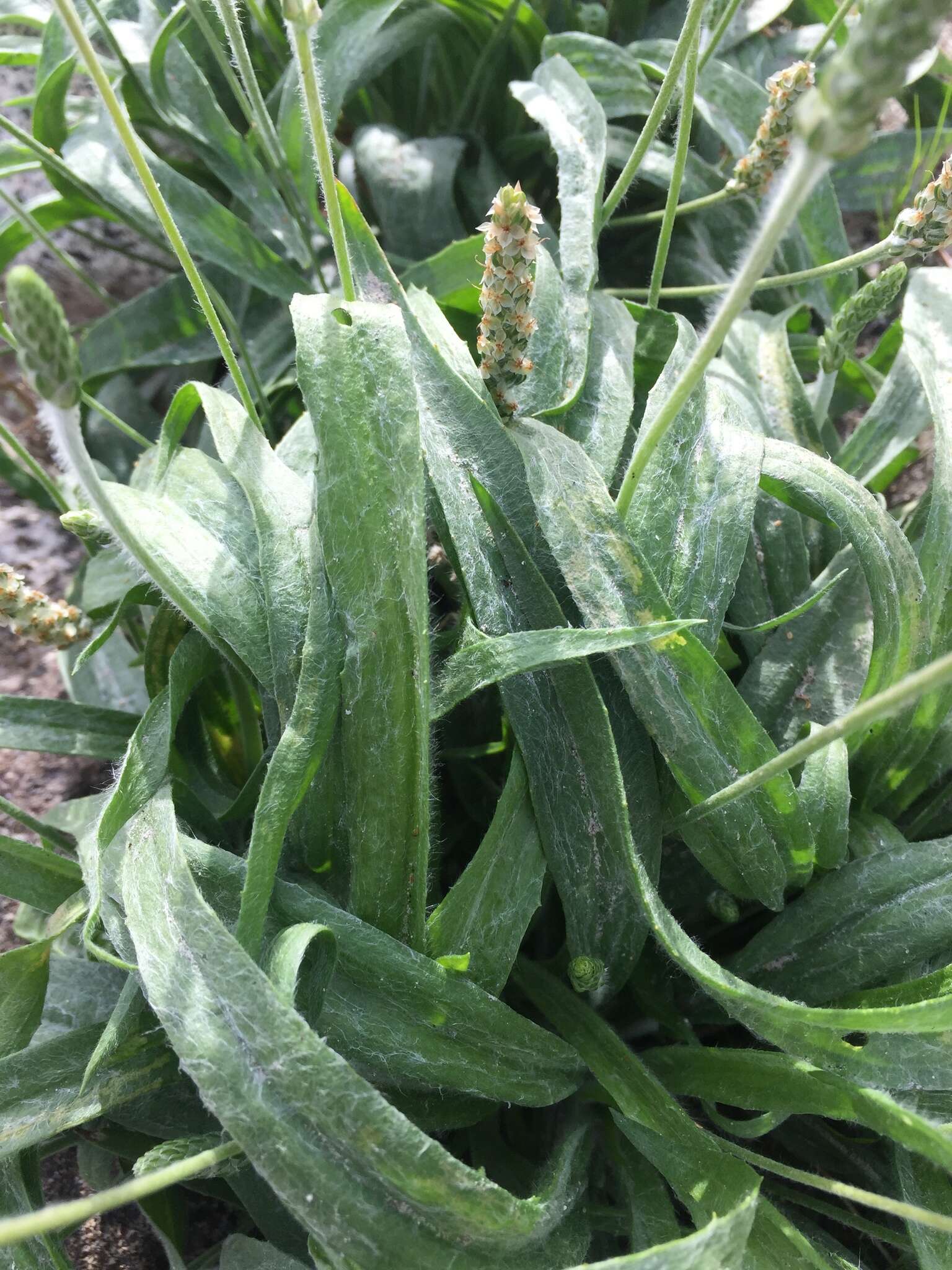 Image of Plantago ovata var. fastigiata (E. Morris) S. C. Meyers & Liston