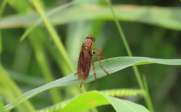 Imagem de <i>Blepharepium annulatum</i>