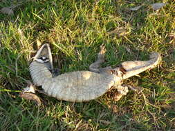 Image of South American Spectacled Caiman