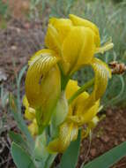 Image of Iris schachtii Markgr.