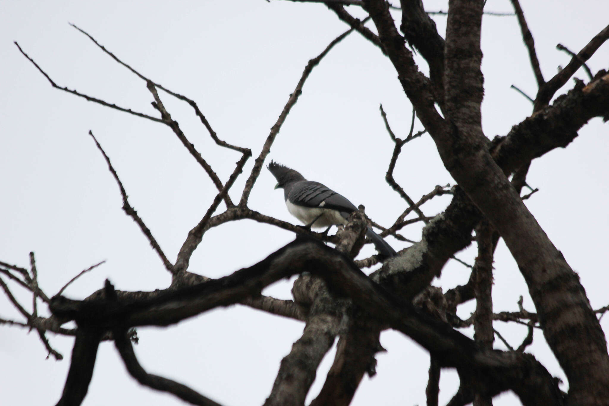 Image of White-bellied Go-away-bird