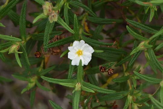 Image of Montpelier cistus