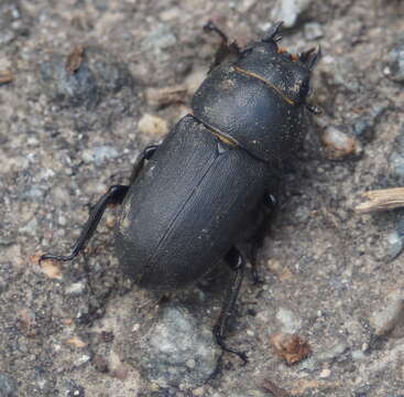 Image of Dorcus parallelipipedus (Linnaeus 1758)