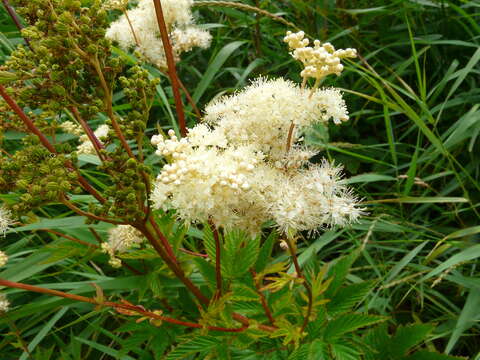 Image of Meadowsweet