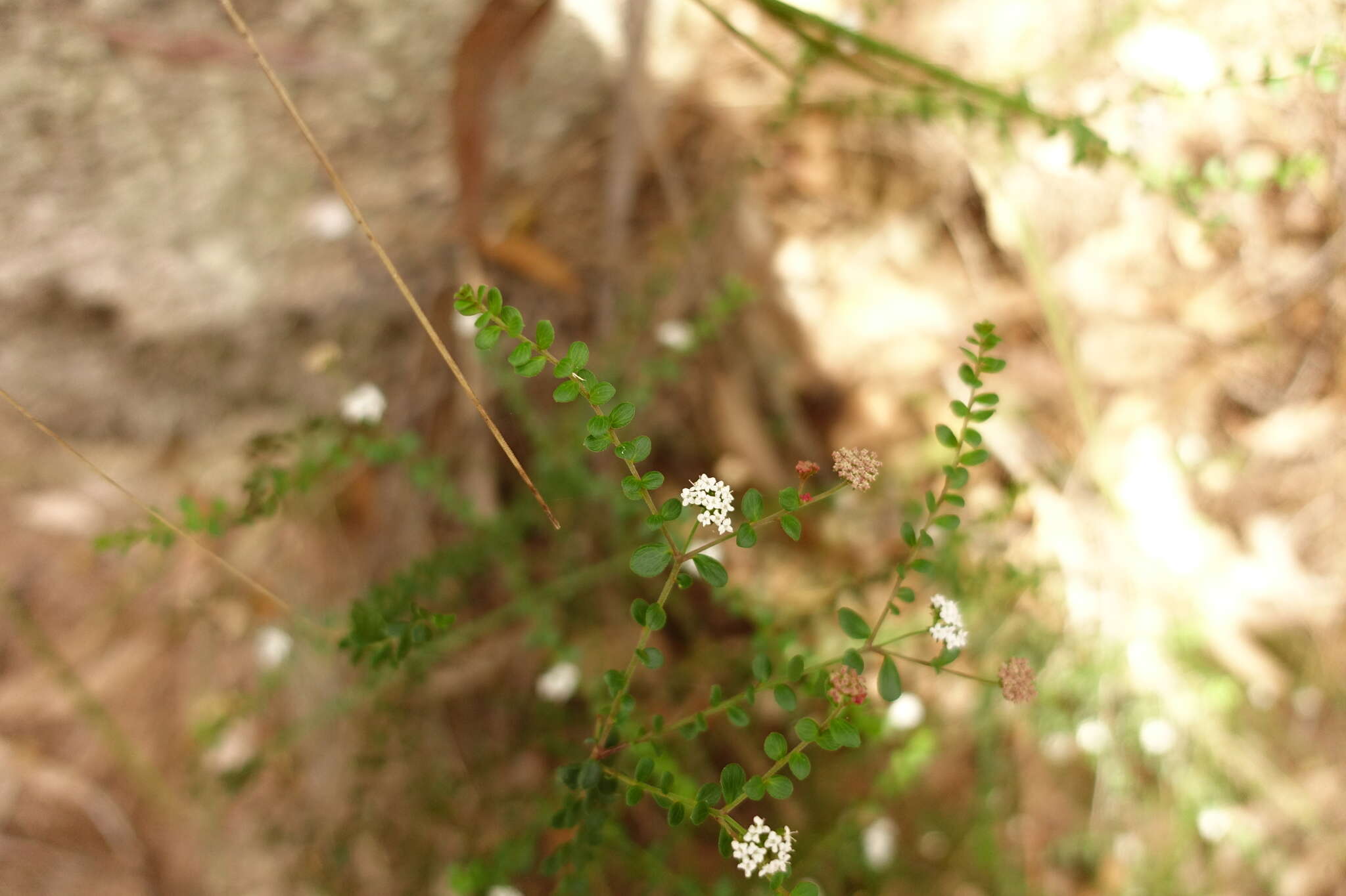 Imagem de Platysace lanceolata (Labill.) Druce