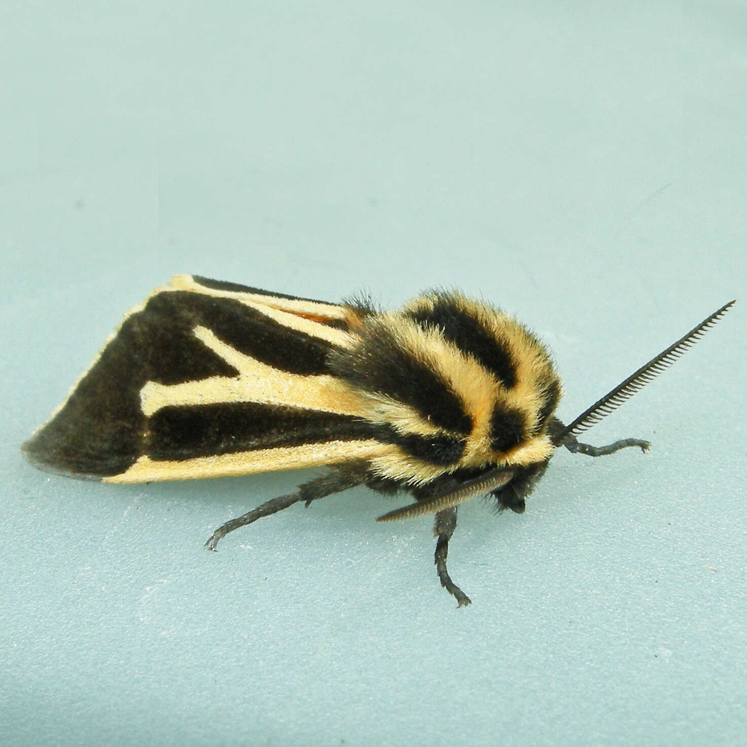 Image of Harnessed Tiger Moth