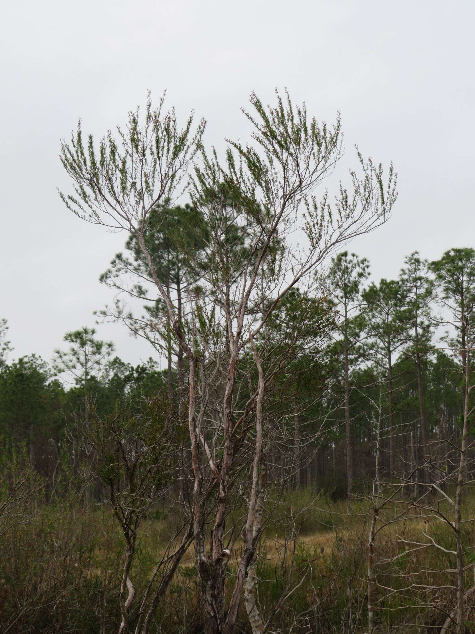 Image of Apalachicola St. John's-Wort