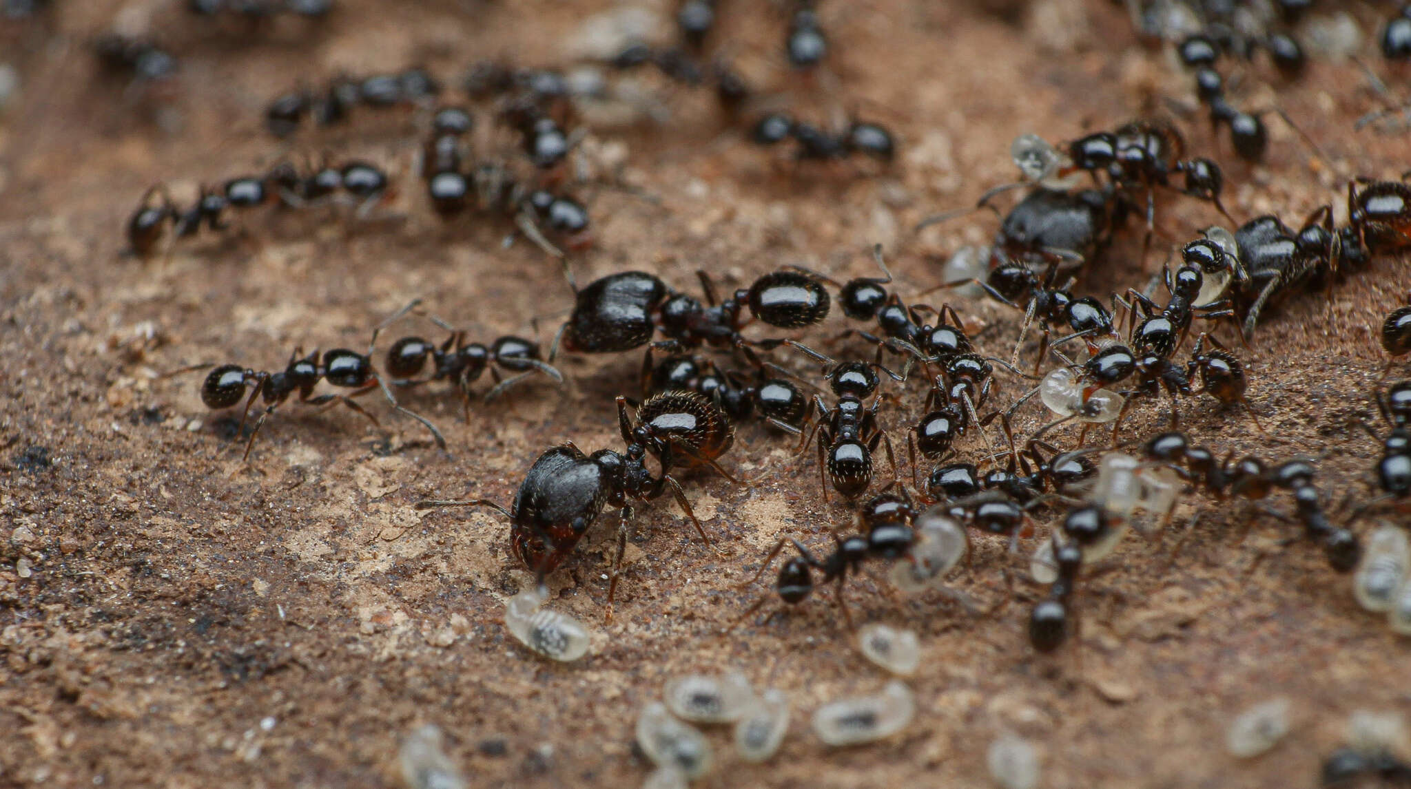 Image of Pheidole ceres Wheeler 1904