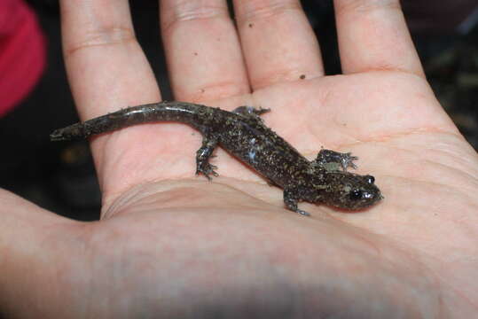 Image of Formosan salamander