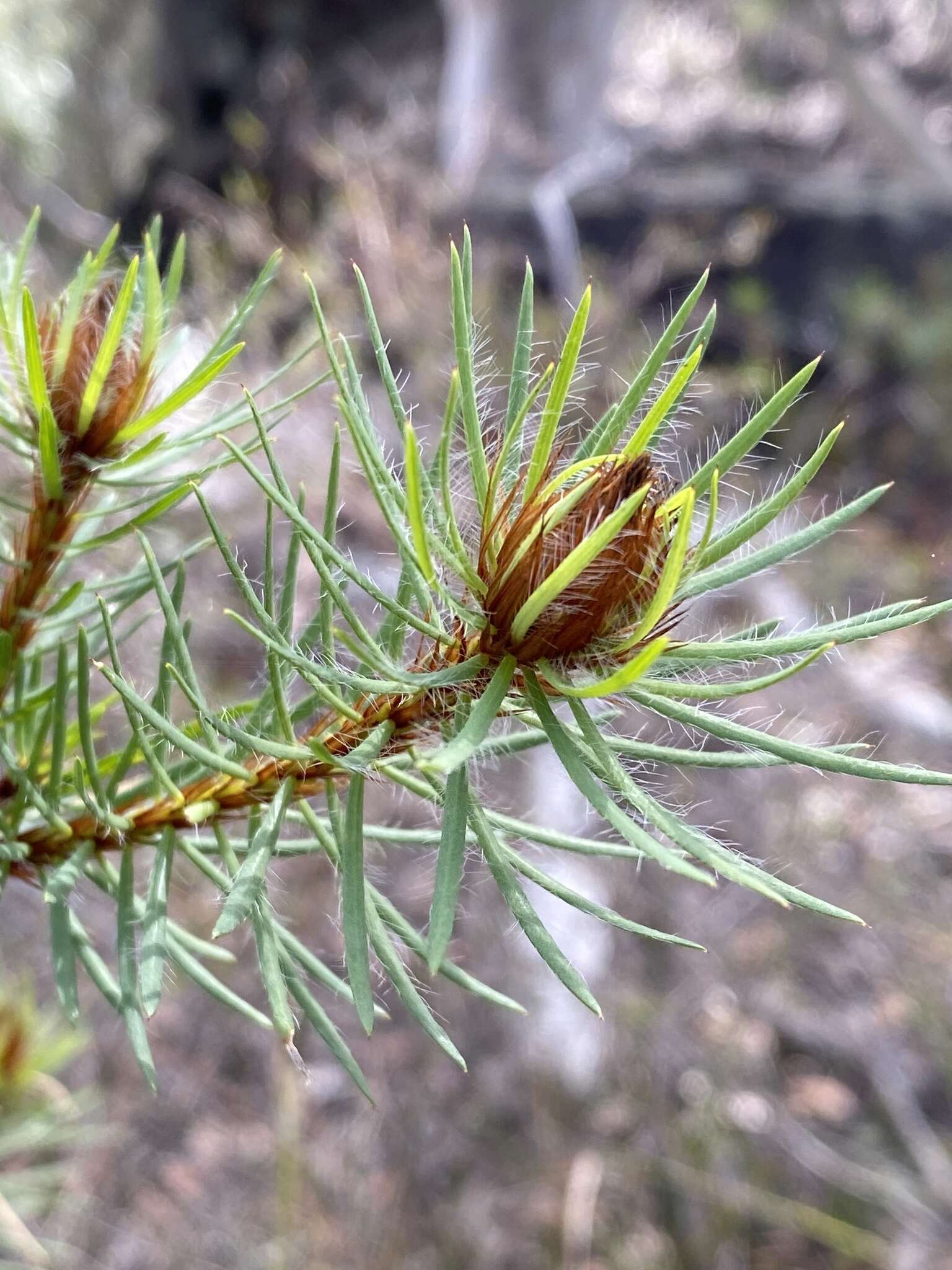 Image of Pultenaea stipularis Sm.