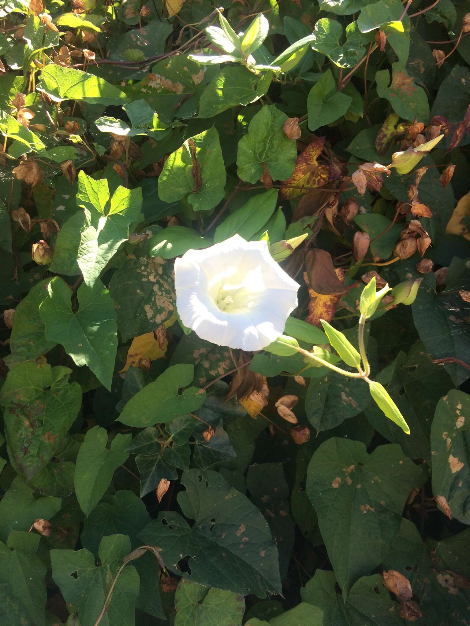 Image de Calystegia silvatica subsp. disjuncta R. K. Brummitt